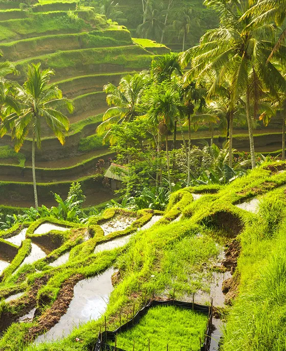The Pala Ubud - tegalalang rice field