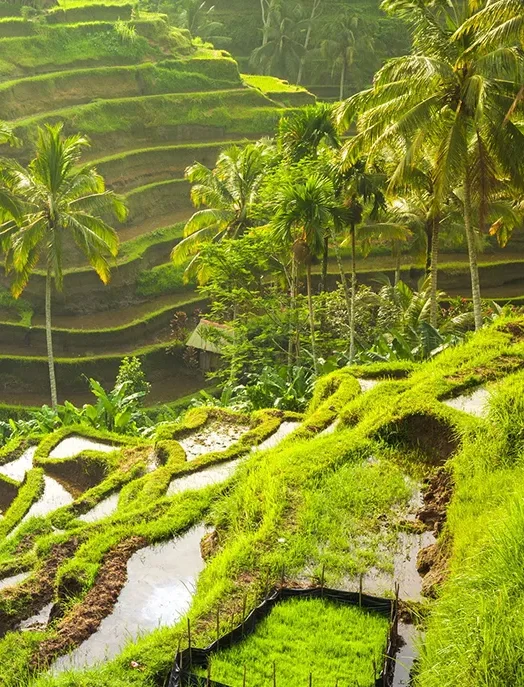 The Pala Ubud - tegalalang rice field